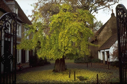 Japanse notenboom - Ginkgo biloba 'Pendula'