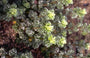 Artemisia vulgaris 'Crispa'