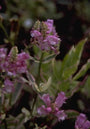 Scharnierbloem - Physostegia virginiana 'Variegata' Scharnierbloem - Physostegia virginiana 'Variegata'