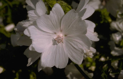 Malva moschata 'Alba'