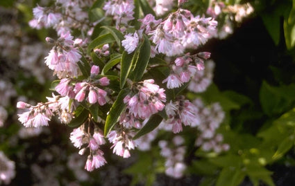 Bruidsbloem - Deutzia Scabra 'Candidissima'