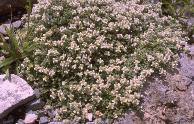 Paronychia kapela subsp. serpyllifolia
