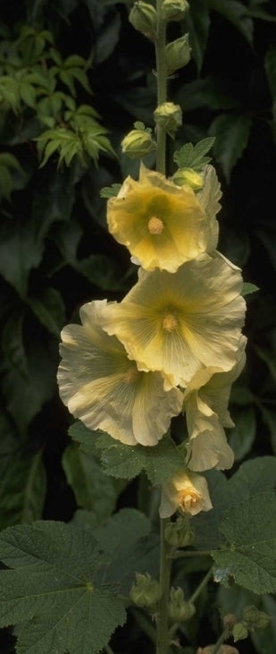 Stokroos - Alcea rosea geel Stokroos - Alcea rosea geel