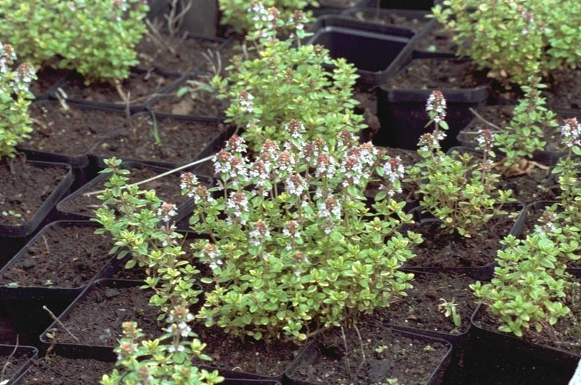 Tijm - Thymus 'Doone Valley' Tijm - Thymus 'Doone Valley'