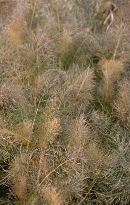 Foeniculum vulgare 'Purpureum'