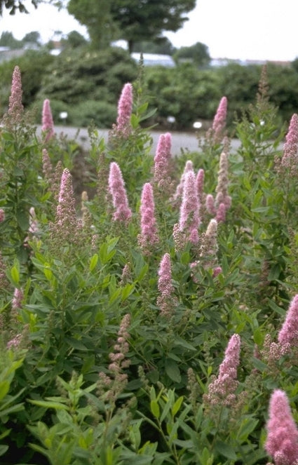 Struikspirea - Spiraea x billiardii