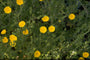 Breemd Ooievaarsbek - Geranium pratense 'Yorkshire Queen'