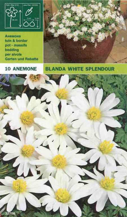 Blauwe Anemoon - Anemone 'White Splendour'