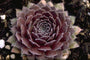 Sempervivum 'Pilatus' Sempervivum 'Pilatus'