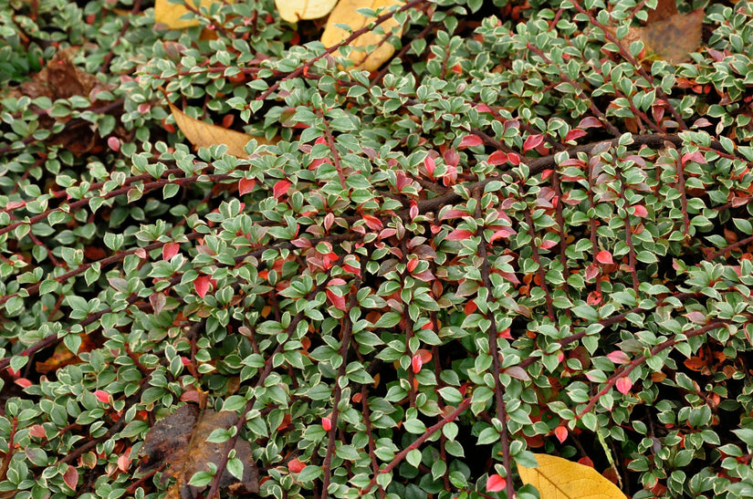 Cotoneaster horizontalis Cotoneaster horizontalis