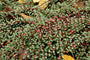 Cotoneaster horizontalis Cotoneaster horizontalis