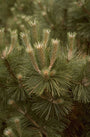 Pinus nigra 'Strypemonde'