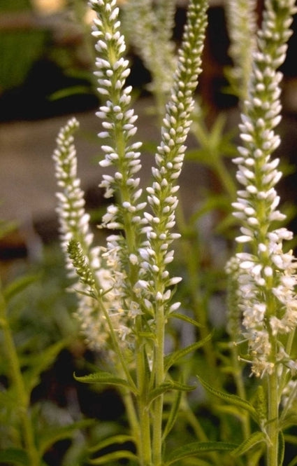 Lange ereprijs - Veronica longifolia 'Schneeriesin'