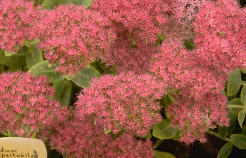 Vetkruid - Sedum spectabile 'Meteor' Vetkruid - Sedum spectabile 'Meteor'