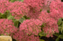 Vetkruid - Sedum spectabile 'Meteor' Vetkruid - Sedum spectabile 'Meteor'