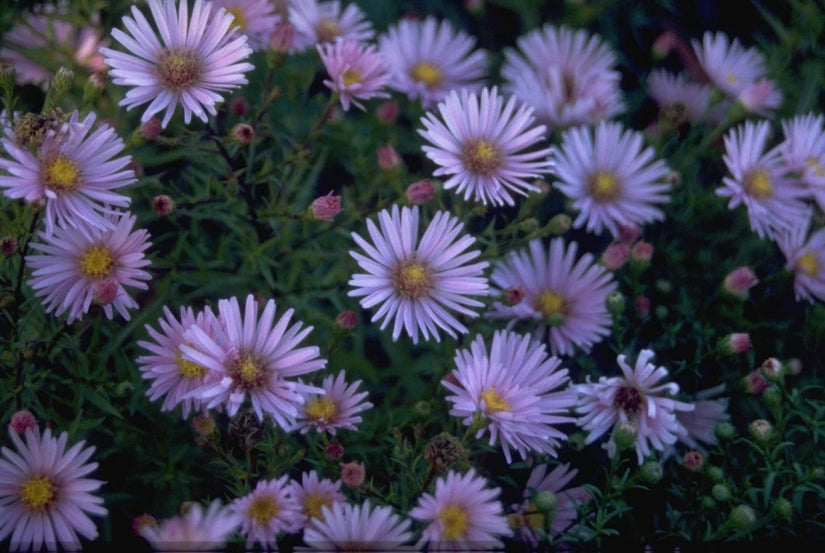 Aster 'Peter Harrison' Aster 'Peter Harrison'