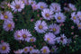 Aster 'Peter Harrison' Aster 'Peter Harrison'