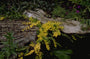 Penningkruid - Lysimachia nummularia 'Aurea'