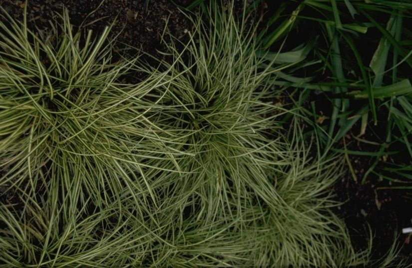 Macleaya microcarpa 'Kelway's Coral Plume' Macleaya microcarpa 'Kelway's Coral Plume'