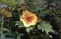 Pioen Paeonia suffruticosa 'Yellow' Pioen Paeonia suffruticosa 'Yellow'