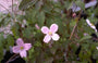 Clematis montana 'Rubens' Clematis montana 'Rubens'