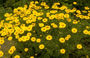 Mooie bloeiwijze gele bloemen geel droge grond