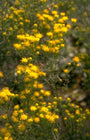 Aster linosyris 'Goldflake' Aster linosyris 'Goldflake'