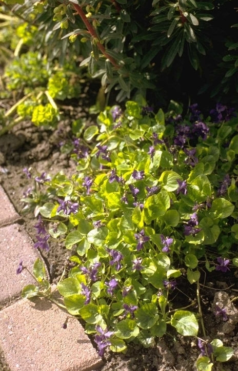 Viola odorata - Maarts viooltje | De Tuinen van Appeltern Viola odorata - Maarts viooltje | De Tuinen van Appeltern