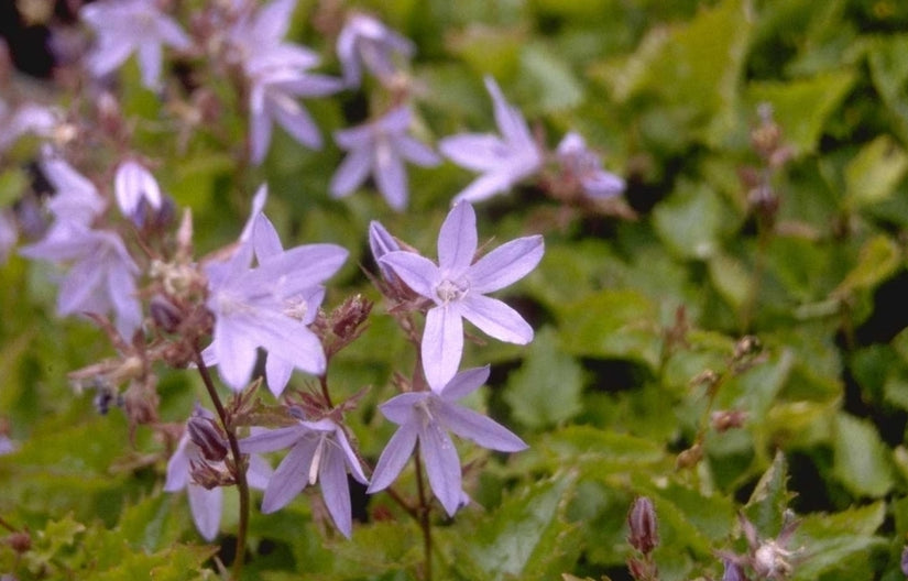 Klokje - Campanula poscharskyana 'Blauranke' Klokje - Campanula poscharskyana 'Blauranke'