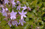 Klokje - Campanula poscharskyana 'Blauranke' Klokje - Campanula poscharskyana 'Blauranke'