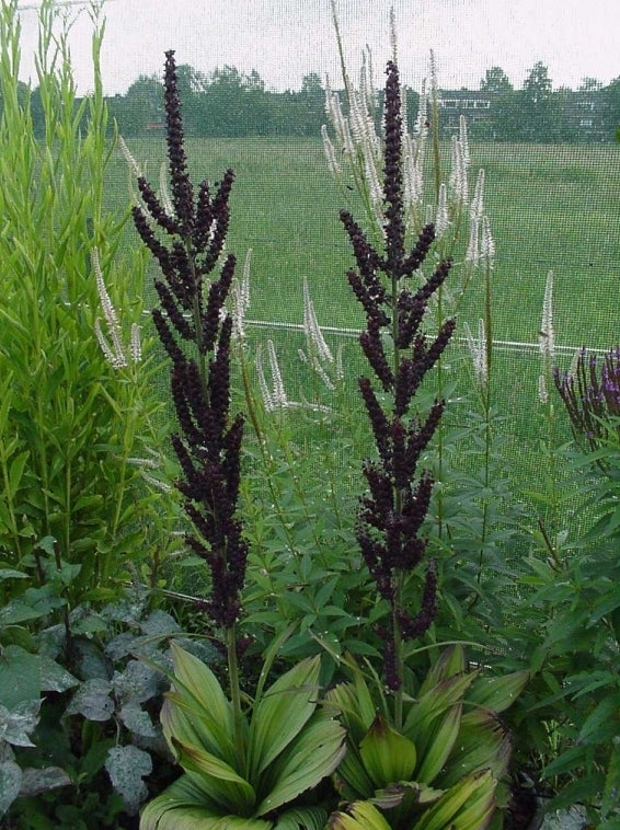 zwarte-nieswortel-veratrum-nigrum-plant-bijzondere-bloei