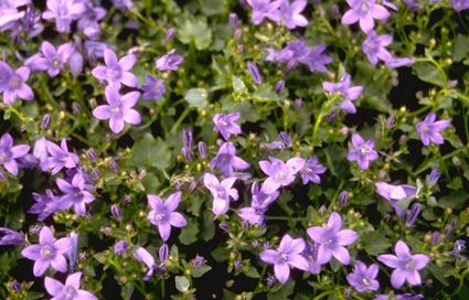 Klokje - Campanula portenschlagiana 'Resholdt's Variety'