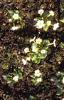 Sleutelbloem - Primula x margotae 'Helge'