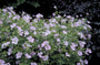 Ooievaarsbek - Geranium x oxonianum 'Rebecca Moss'