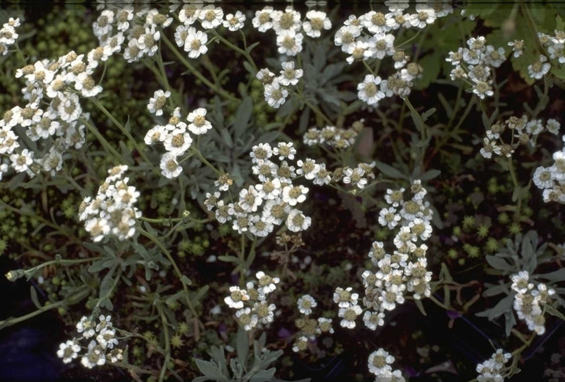 Duizendblad - Achillea clavennae subsp. integrifolia Duizendblad - Achillea clavennae subsp. integrifolia