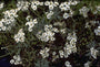 Duizendblad - Achillea clavennae subsp. integrifolia Duizendblad - Achillea clavennae subsp. integrifolia