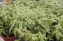 Baardbloem - Caryopteris clandonensis 'Summer Sorbet' Baardbloem - Caryopteris clandonensis 'Summer Sorbet'