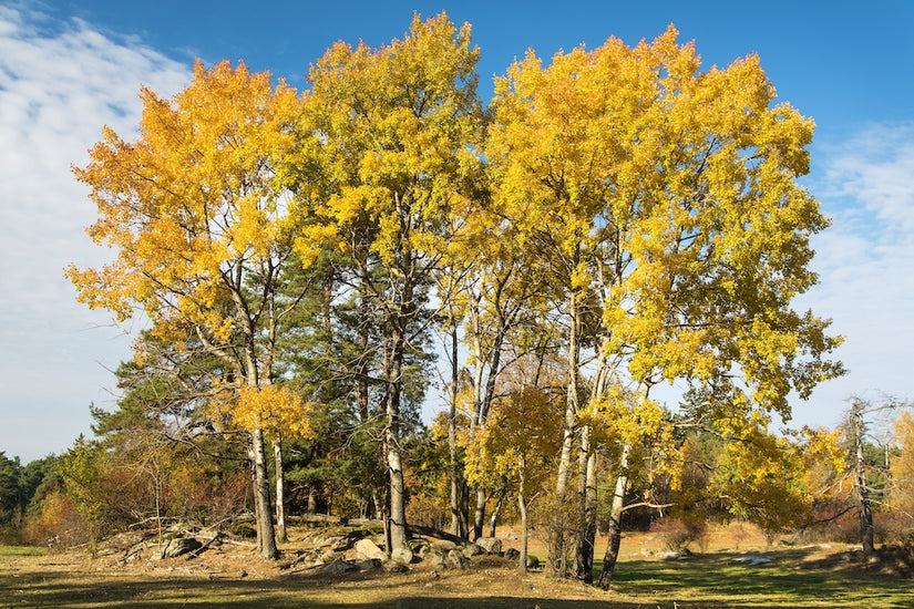 Ratelpopulier - Populus tremula in de herfst