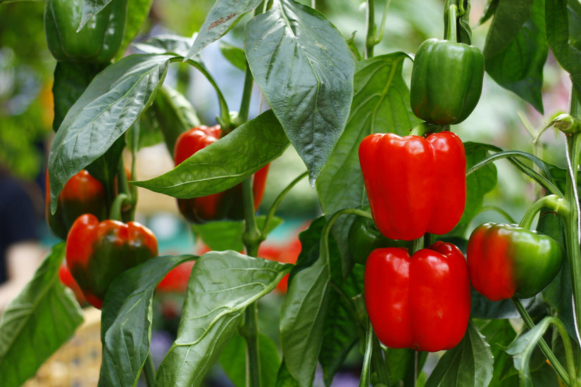 rode paprika plant rode paprika plant
