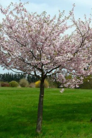 sierkers.png sierkers.png