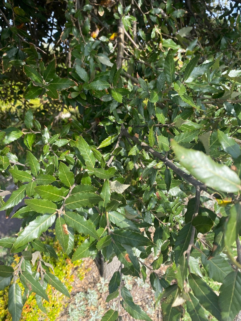 steeneik bladeren steeneik bladeren