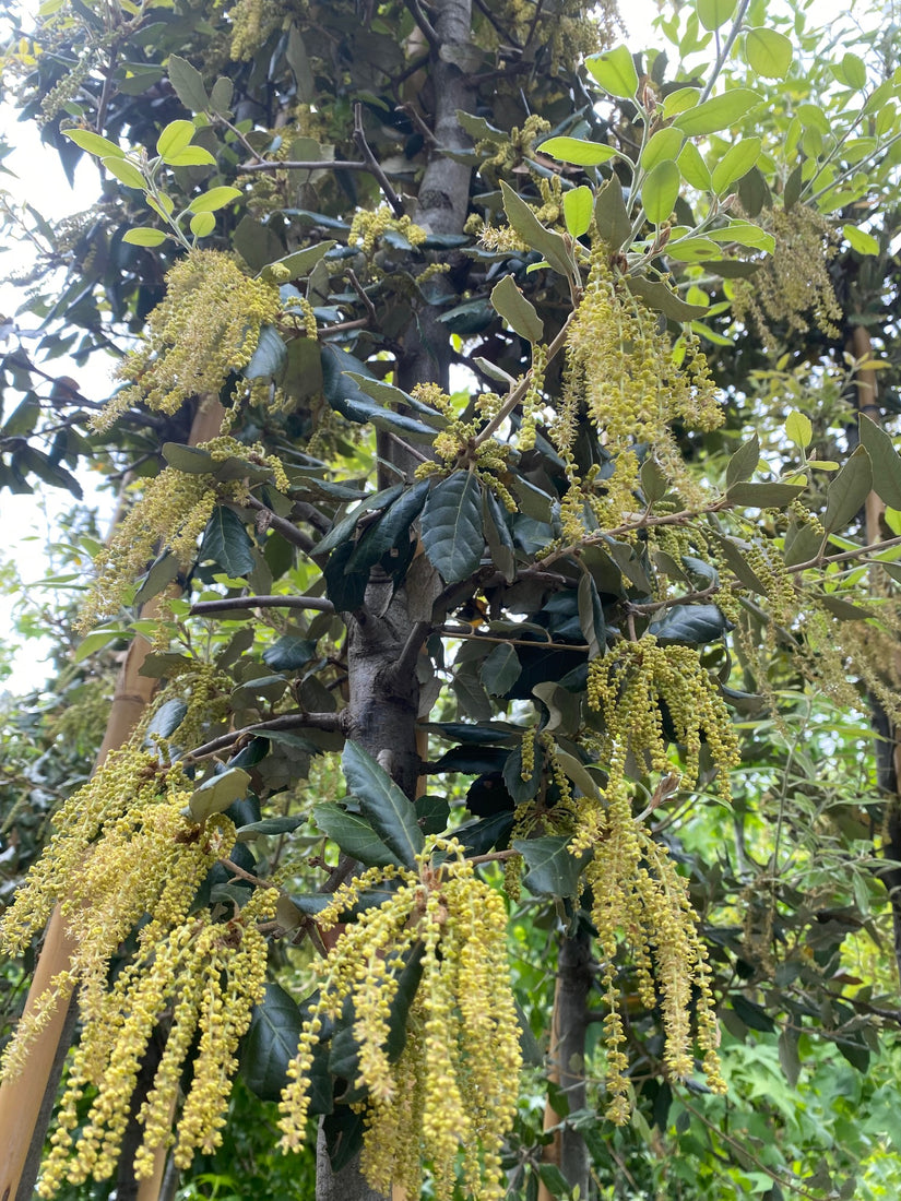 Steeneik katjes Steeneik katjes