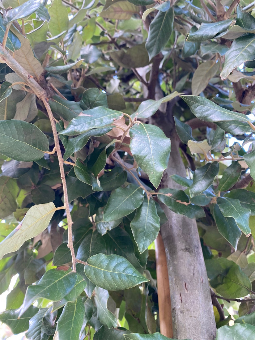 Steeneik quercus bladeren Steeneik quercus bladeren