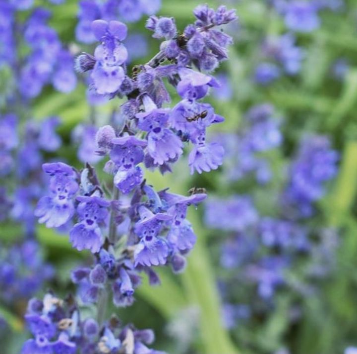 Prachtige bloemen blauw droge grond borderpakket