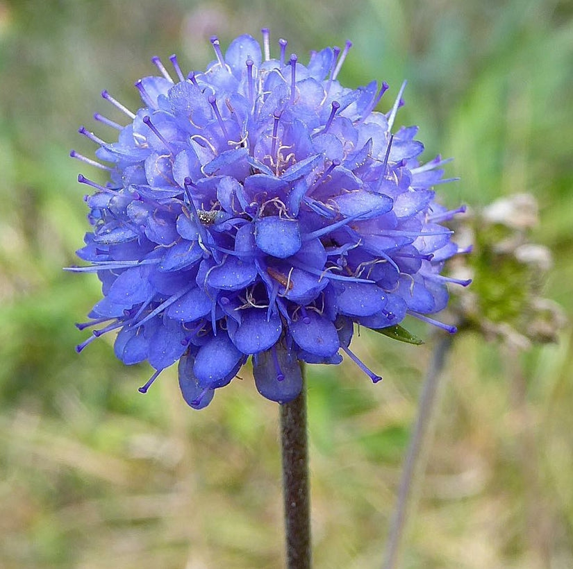Blauwe knoop zaad tuinplanten zaden vaste planten Blauwe knoop zaad tuinplanten zaden vaste planten