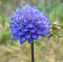 Blauwe knoop zaad tuinplanten zaden vaste planten Blauwe knoop zaad tuinplanten zaden vaste planten