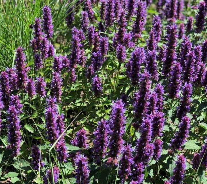 Borderpakketten paars prairieborder prairietuin Borderpakketten paars prairieborder prairietuin