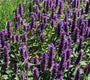 Borderpakketten paars prairieborder prairietuin Borderpakketten paars prairieborder prairietuin