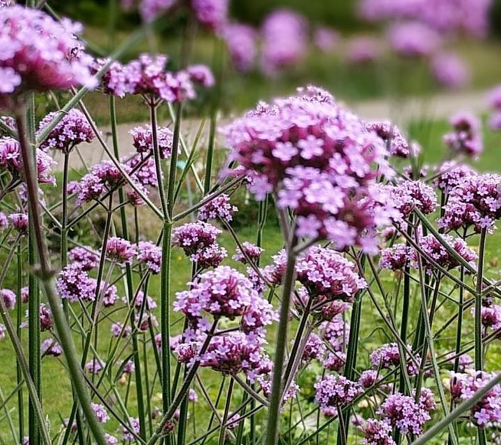Verbena ijzerhard borderpakketten Verbena ijzerhard borderpakketten