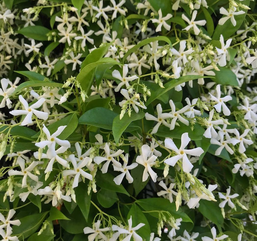 toscaanse jasmijn witte bloemen heerlijke geuren toscaanse jasmijn witte bloemen heerlijke geuren